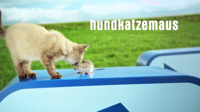 Hundkatzemaus
