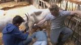 Tierdetektive