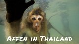 Affen in Thailand