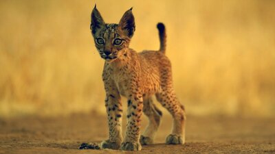 Wildkatzen und Wildhunde