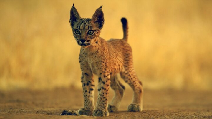 Wildkatzen und Wildhunde