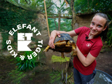 Elefant, Tiger & Kids