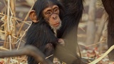 Tierische (R)Evolution