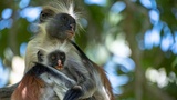 Tierische (R)Evolution