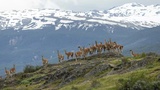 Tierische (R)Evolution