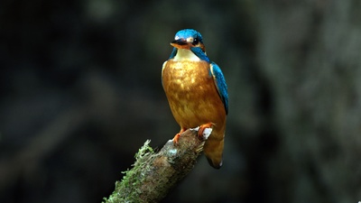Wildes Belgien