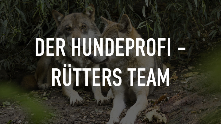 Der Hundeprofi - Rütters Team