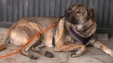 Der Hundeprofi - Rütters Team