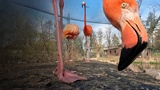 Elefant, Tiger & Kids